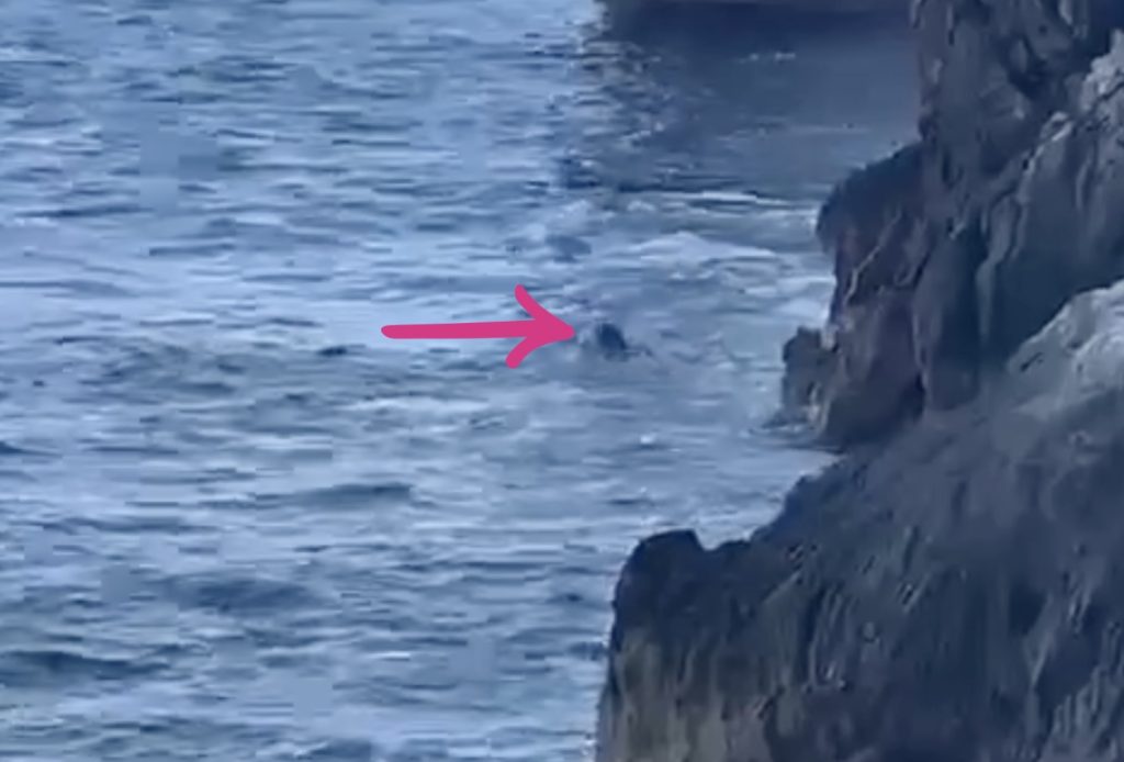 Foca monaca avvistata a Punta Campanella