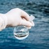 Scoperta inquietante delle profondità oceaniche: presenza elevata in modo costante