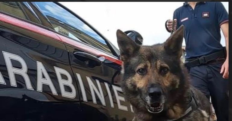 Santa Maria Capua Vetere, controlli a tappeto negli esercizi commerciali