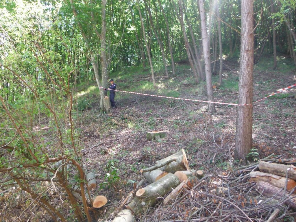 Alife, denunciato per furto di legna demaniale