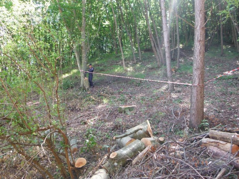 Alife, denunciato per furto di legna demaniale