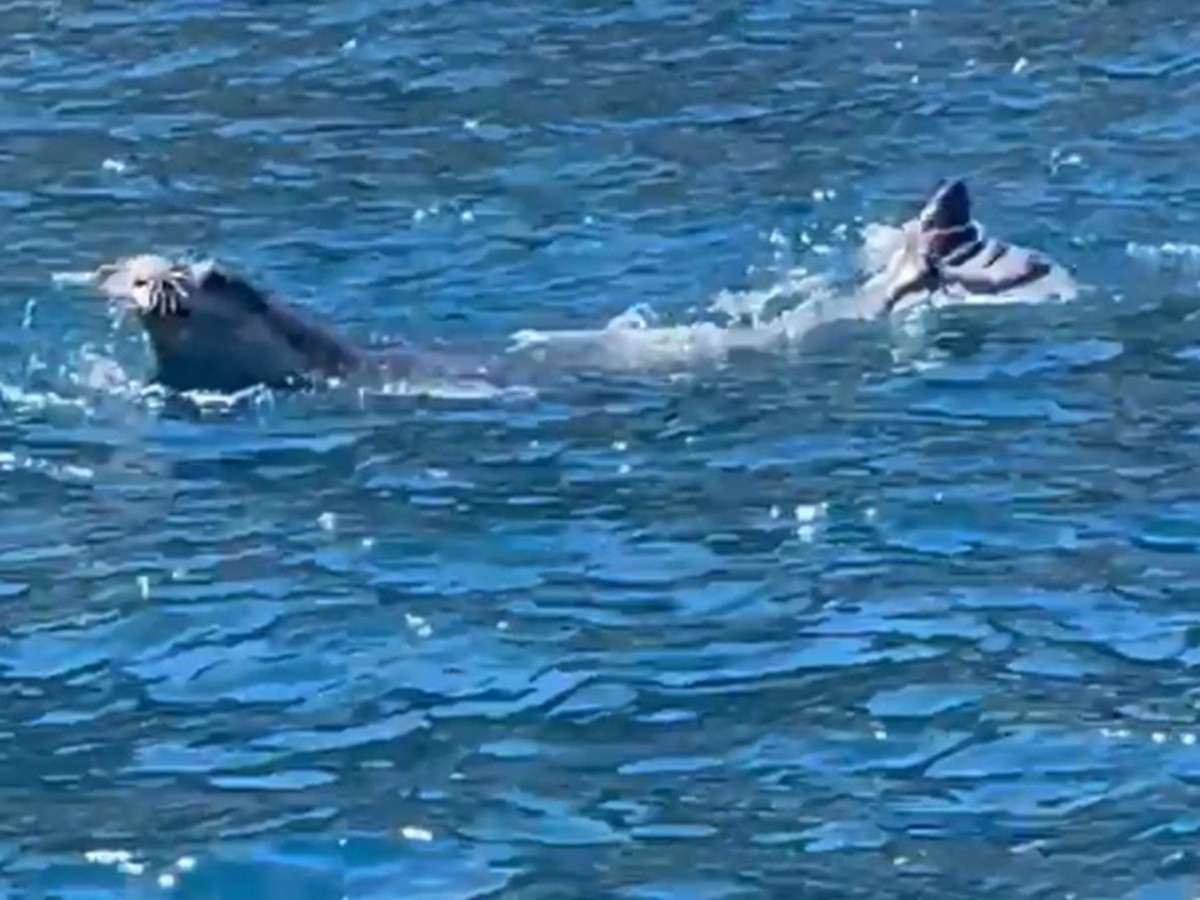 Il ritorno della foca monaca nel Golfo di Napoli: avvistamenti da Massa Lubrense a Ischia