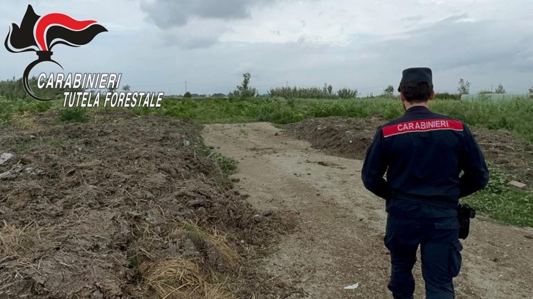 Giugliano, letame su 10mila metri quadri: azienda bufalina sotto sequestro