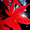Poco conosciuto, albero incantevole crea paesaggio fiabesco e sopravvive alle