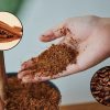 Studio rivela che mettere caffè e cannella nella terra delle