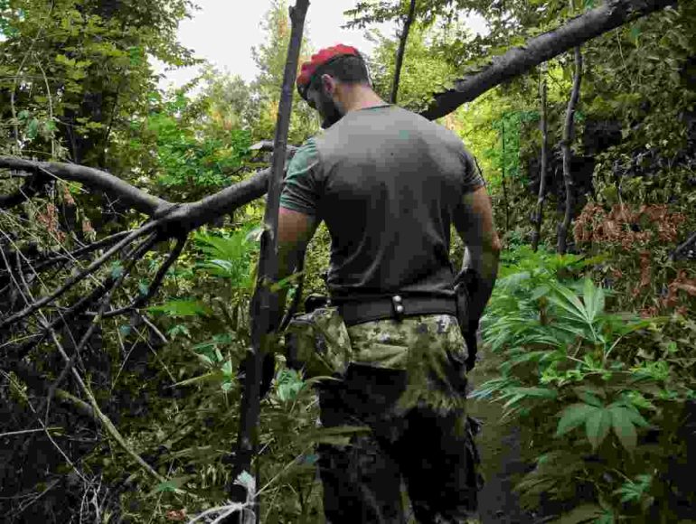 Cannabis nei boschi e arsenali nascosti: i Monti Lattari diventano campo di battaglia contro il narcotraffico