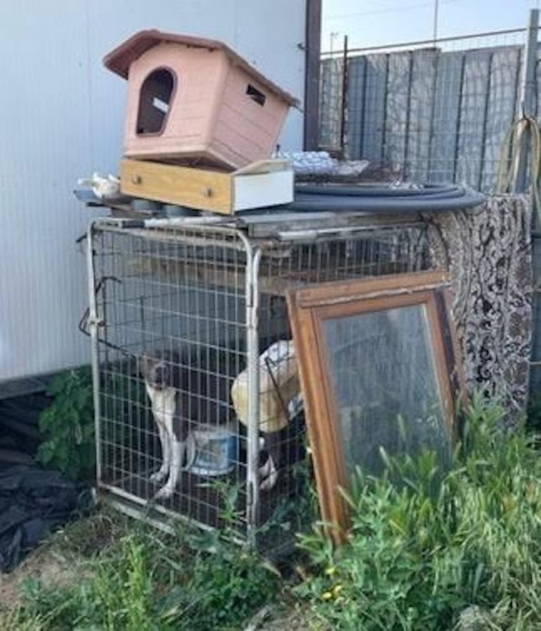 Gricignano di Aversa, cane salvato dai carabinieri: denunciato il proprietario per maltrattamenti