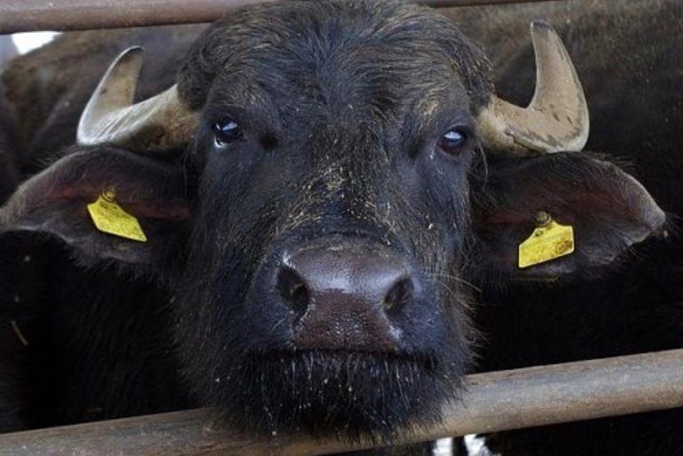 Campania, crollano i focolai di brucellosi: -74% in cinque anni