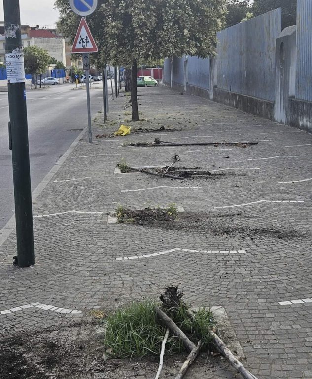 Arzano, vandali sradicano per la seconda volta gli alberi da via Napoli