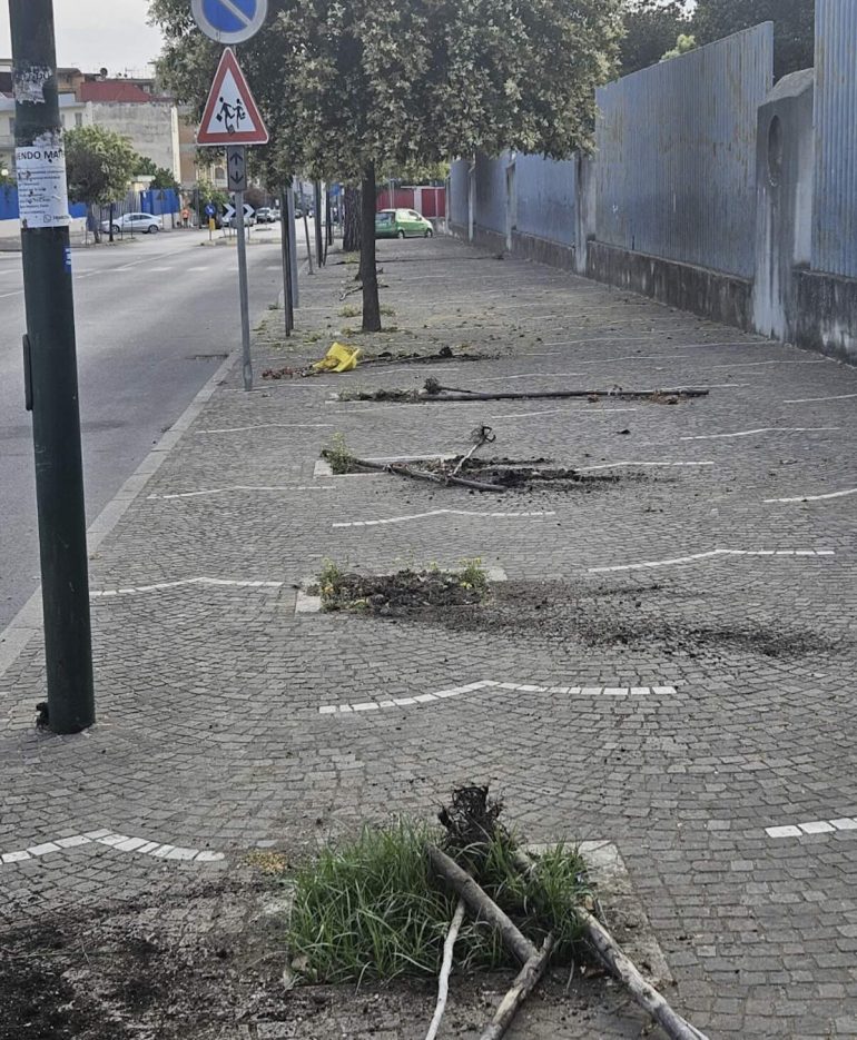 Arzano, vandali sradicano per la seconda volta gli alberi da via Napoli