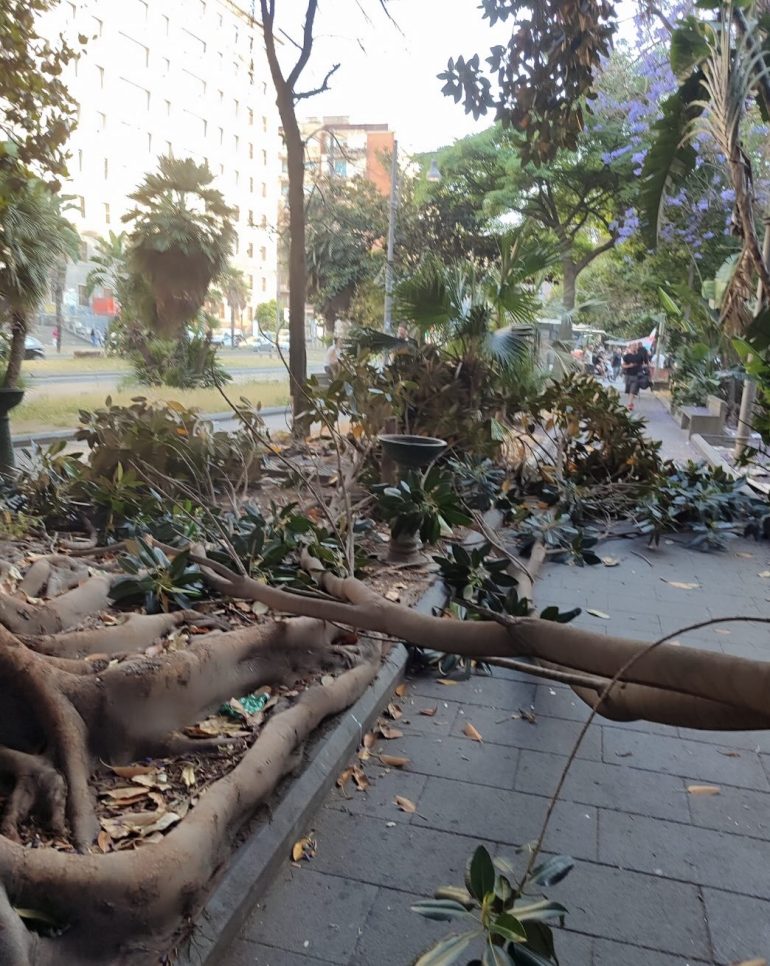 Napoli, tragedia sfiorata in piazza Cavour: albero crolla nei giardinetti
