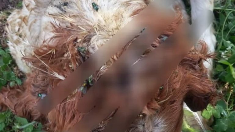 Cani massacrati a Mercato San Severino: “L’esecuzione terrificante non resti impunita”