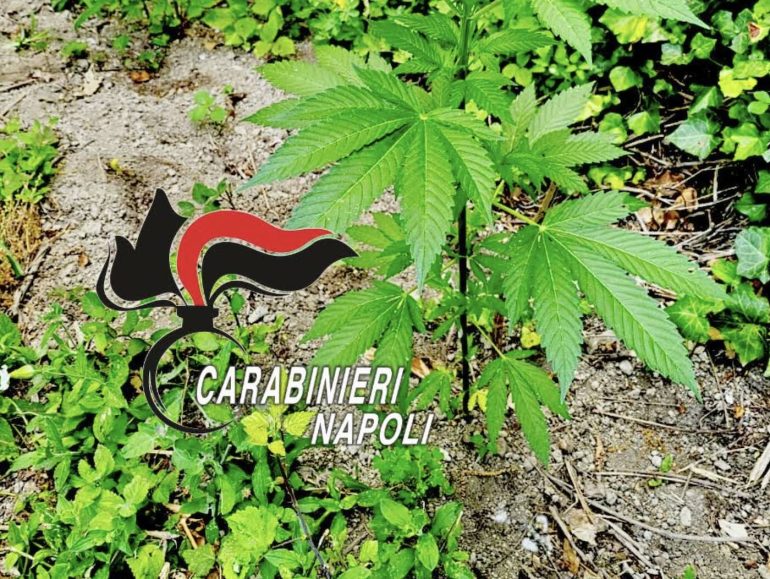 Gragnano, scoperte 110 piante di cannabis pronte per la raccolta
