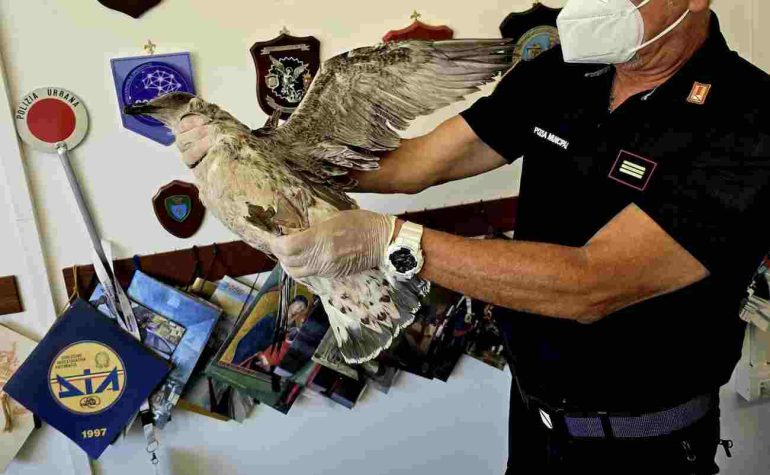 Arzano, gabbiano impazzito uccide piccione e si scaglia sui passanti