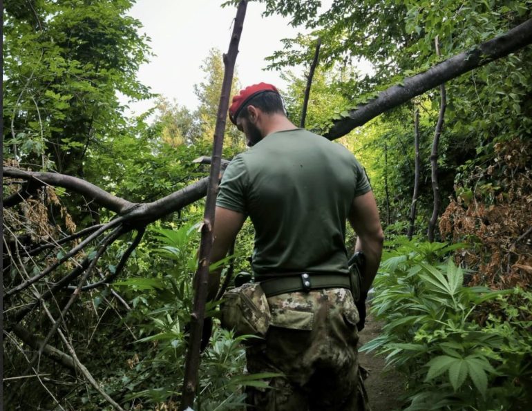 Monti Lattari, scoperte altre 267 piante di cannabis