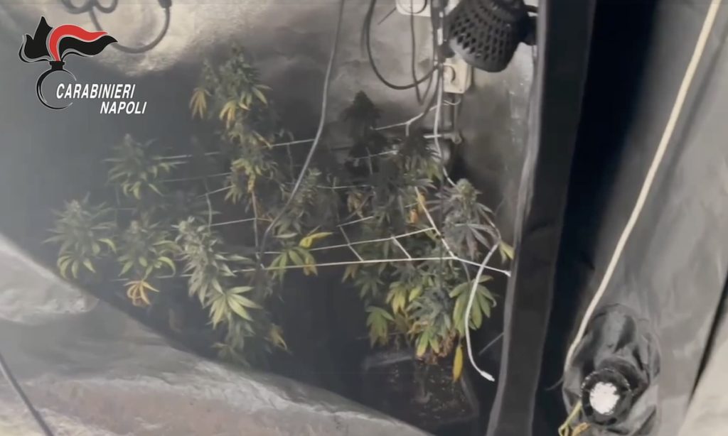 Caivano, incendio fa scoprire serra di marijuana in casa: arrestato il proprietario