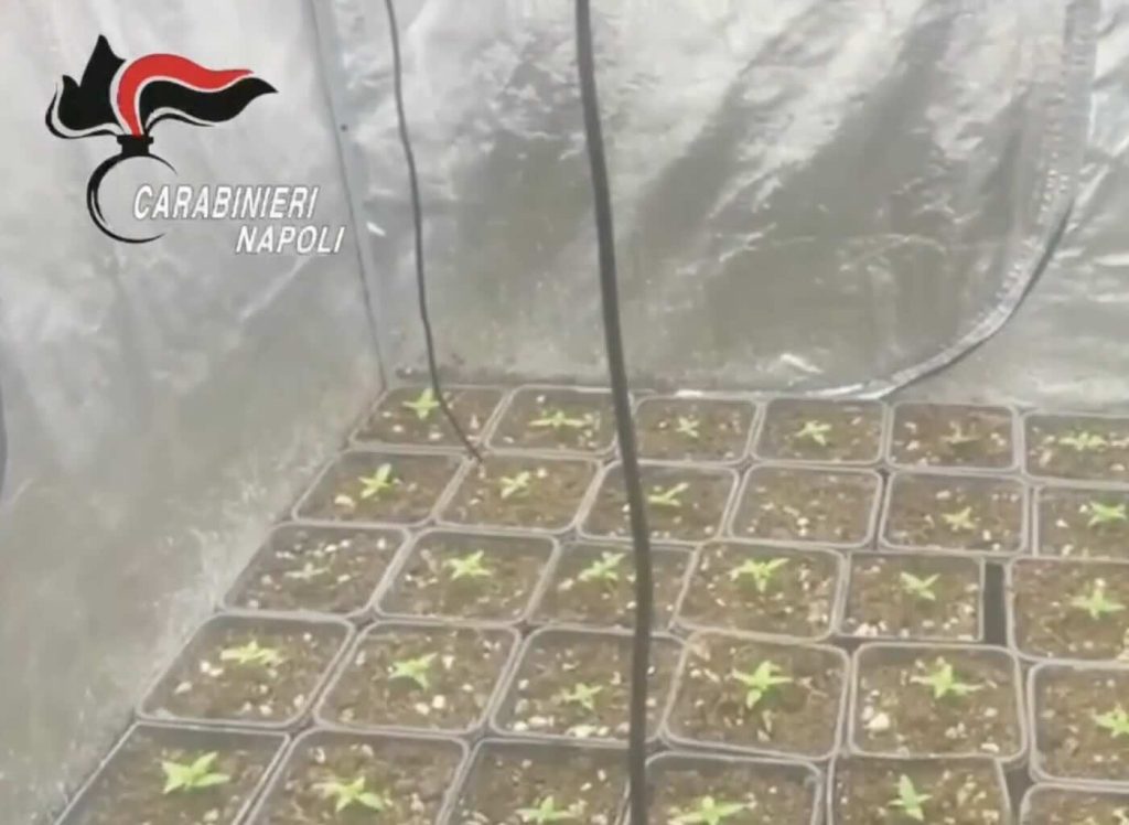 Marano di Napoli, scoperta serra hi-tech in villa: arrestato 63enne