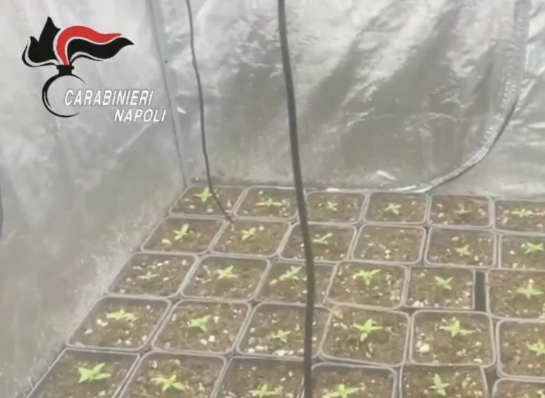 Marano di Napoli, scoperta serra hi-tech in villa: arrestato 63enne