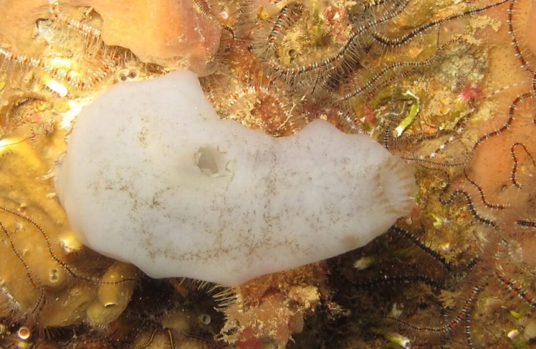 Scoperta nel Golfo di Napoli una nuova specie marina “migrante”