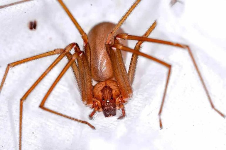 Bimbo operato a Napoli per necrosi da ragno violino: cosa fare in caso di morso