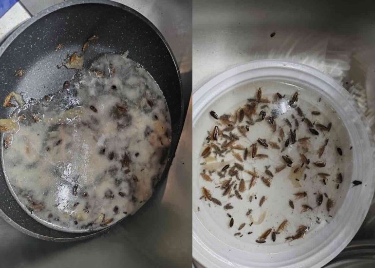 Pozzuoli, invasione di blatte nella casa popolare: anziani invalidi costretti a lasciare la casa