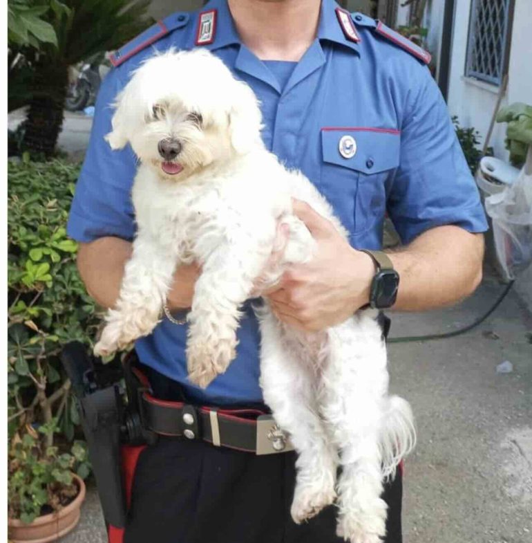 Giugliano, rapisce un cane maltese e chiede soldi per la restituzione: arrestato 16enne