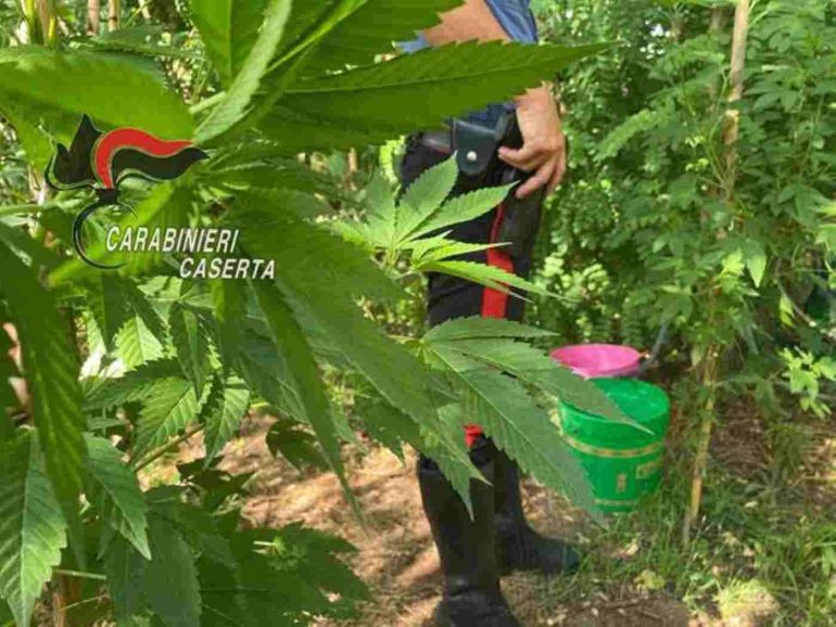 Caserta, scoperta piantagione di stupefacenti a Caiazzo: arrestati padre e figlio