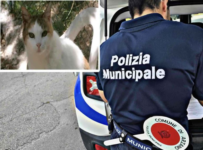Arzano, in casa con oltre 30 gatti maltrattati: denunciata donna
