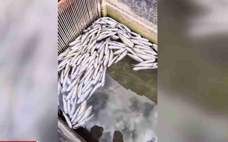 Disastro Ambientale a Sassinoro: veleno nel torrente, strage di trote 