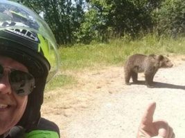 Romania, abbattuta l’orsa che ha aggredito il motociclista italiano: scoppia la polemica