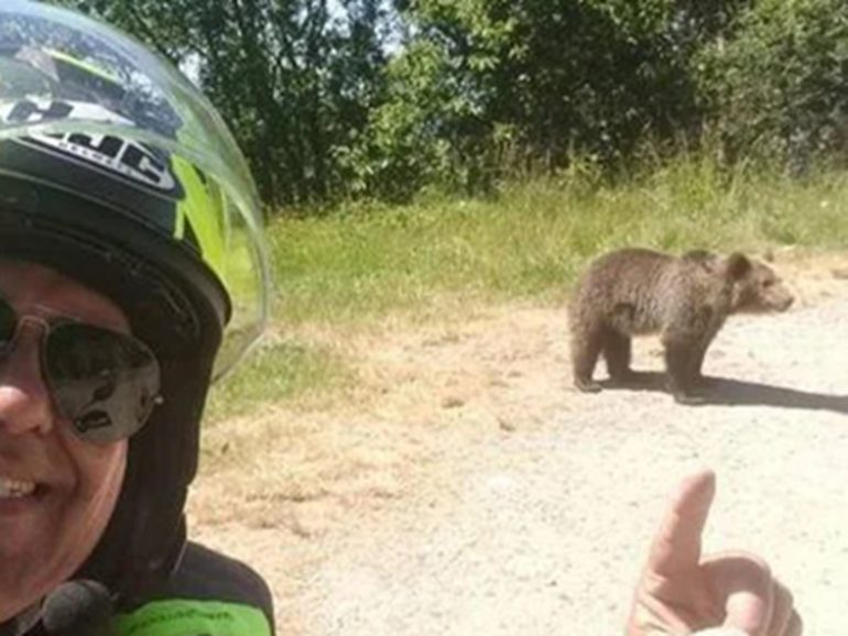Romania, abbattuta l’orsa che ha aggredito il motociclista italiano: scoppia la polemica