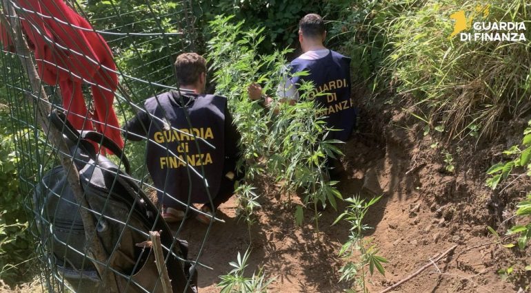 Monti Lattari, colpo ai narcos: sequestrate 43 piante di cannabis
