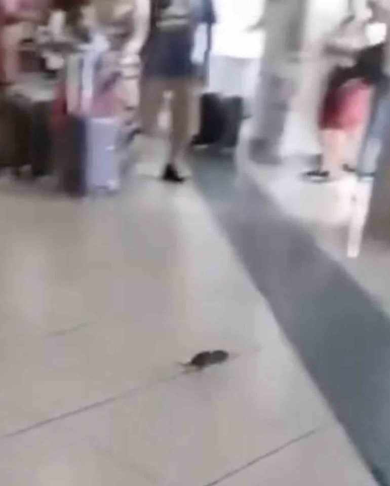 Napoli, topo tra i passeggeri a Capodichino: il video fa il giro del web