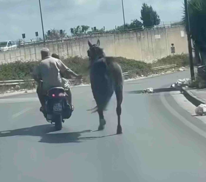 A Ponticelli un cavallo trascinato da uno scooter sulla 162 dir: indignazione e polemiche