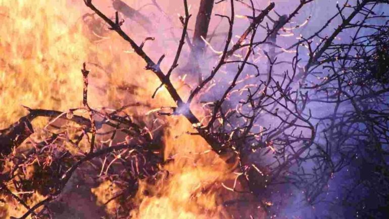 Appicca incendio in bosco in Irpinia, arrestato 58enne: distrutti ettari di bosco e uliveto
