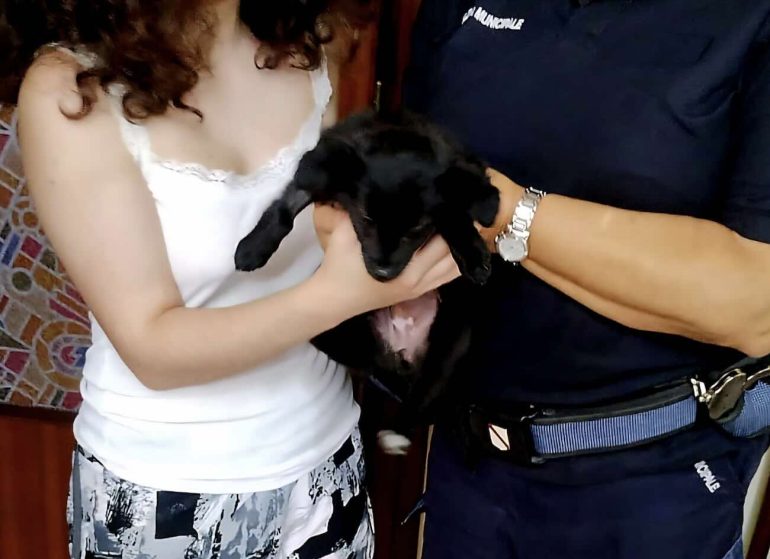 Arzano, adottata la cagnolina salvata in strada dalla polizia locale