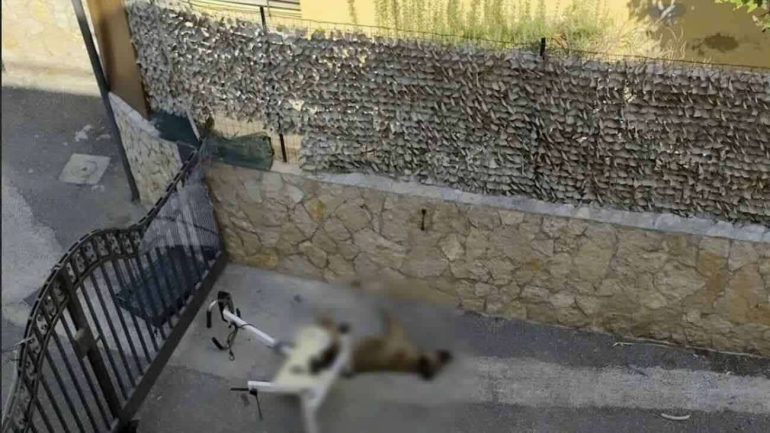 Cane legato e abbandonato al sole muore di stenti a Varcaturo