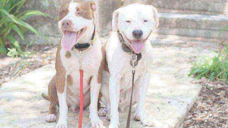Due pitbull senza controllo recuperati nel Rione Sanità: affidati all’Asl di Napoli