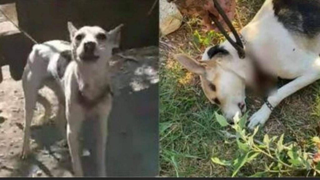 Giugliano, nuovo orrore contro un cane: salvato con una catena conficcata nel collo.