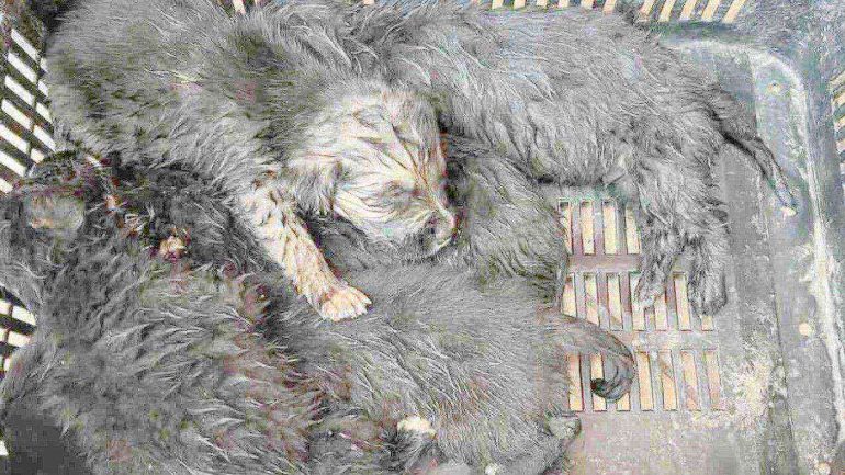 Giugliano, salvati cinque cuccioli abbandonati: la catena solidale che li ha messi in salvo