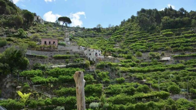 La Costiera Amalfitana entra nel patrimonio agricolo mondiale Fao