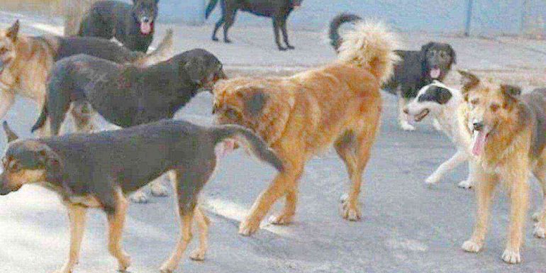 Monti Lattari, escursionisti aggrediti da cani randagi