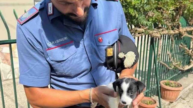 Parete, cucciolo di 3 mesi denutrito e rinchiuso in uno stanzino: salvato dai carabinieri