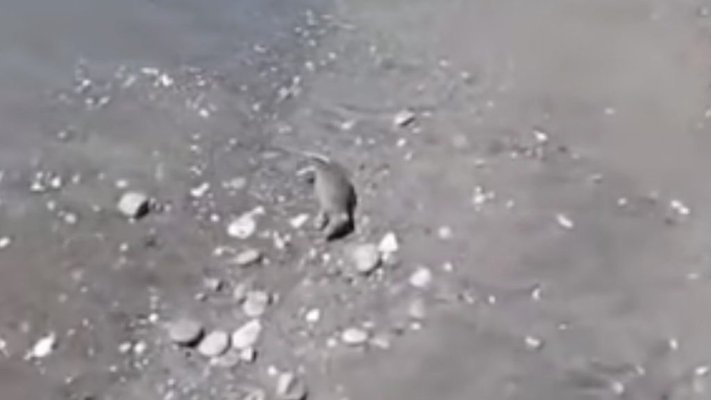 Salerno, carcasse di topi trascinate dal mare sulla spiaggia di Torrione: bagnanti disgustati