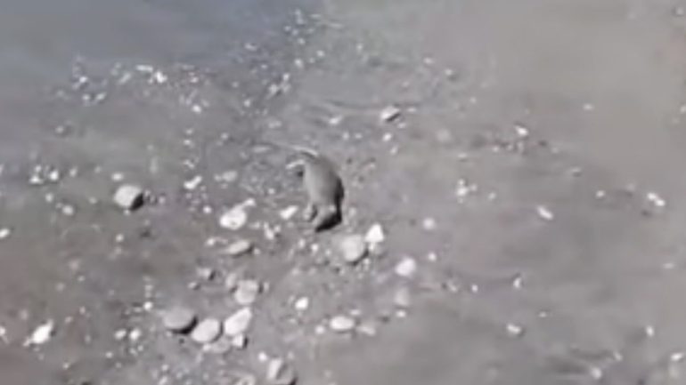 Salerno, carcasse di topi trascinate dal mare sulla spiaggia di Torrione: bagnanti disgustati