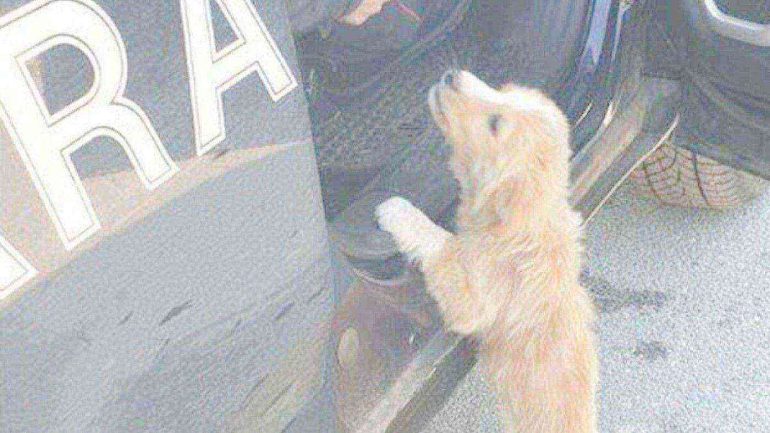 Sant’Anastasia e Brusciano, cani senza acqua né cibo: due denunce dei carabinieri