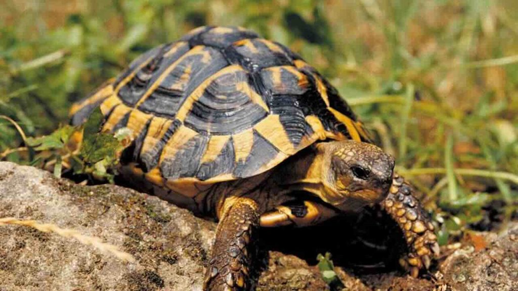 Sequestrati oltre cento animali esotici nella villa di un boss