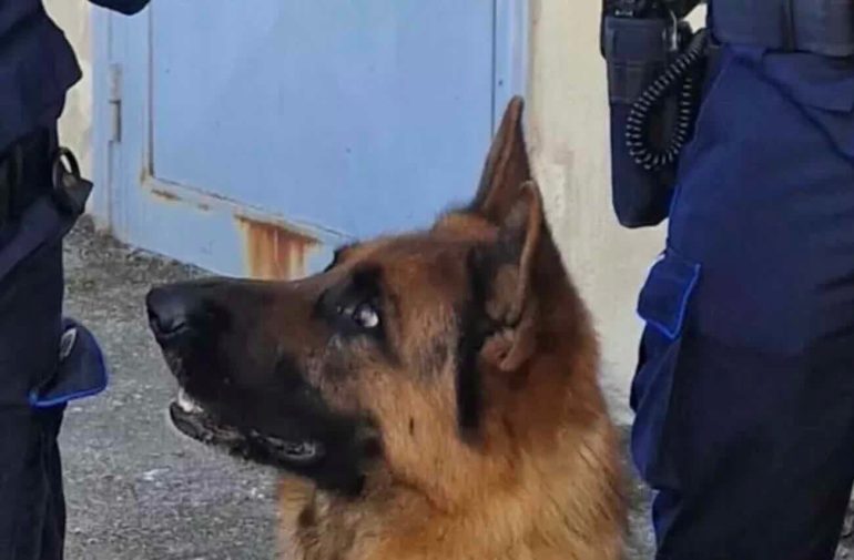 Tentano di portare stupefacenti nel carcere di Santa Maria Capua Vetere: arrestate madre e figlia incinta