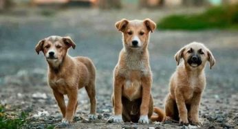 Vitamine e integratori per cani: quando servono davvero e come scegliere quelli giusti