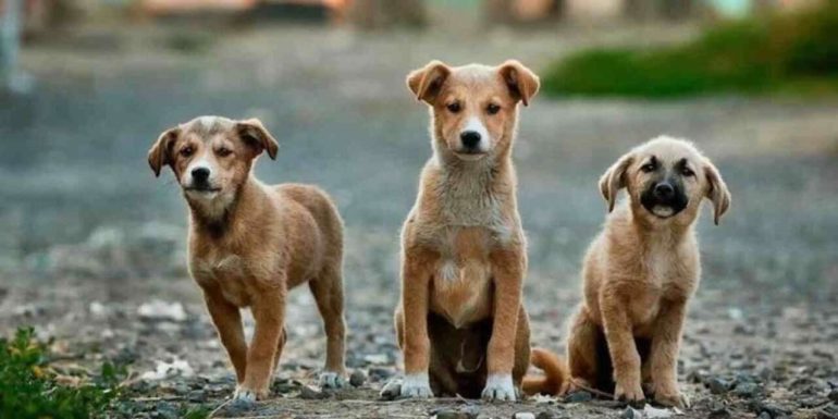 Vitamine e integratori per cani: quando servono davvero e come scegliere quelli giusti